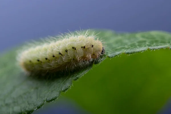 Lagarta Arrasta Grande Folha Verde Comer — Fotografia de Stock