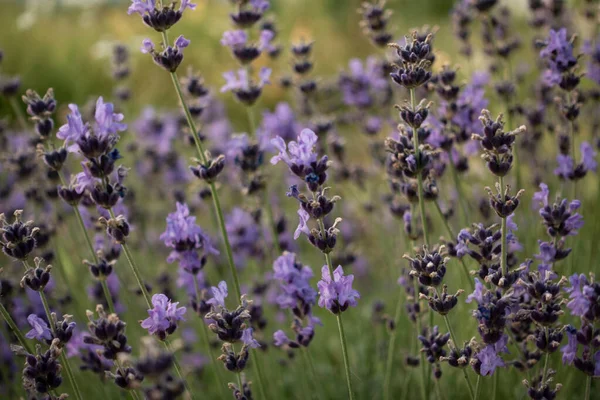 Sommer Lavendel Auf Grünem Gartenhintergrund Vorderseite — Stockfoto