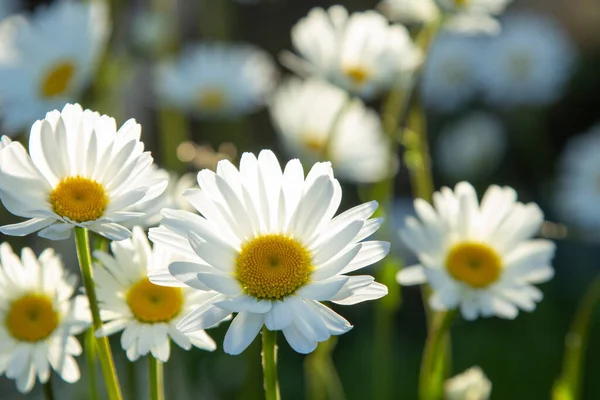 Weiße Kamillen Auf Gartenhintergrund — Stockfoto