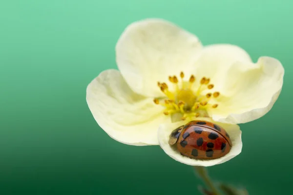 Coccinella Fiore Giallo Coccinella Septempunctata — Foto Stock