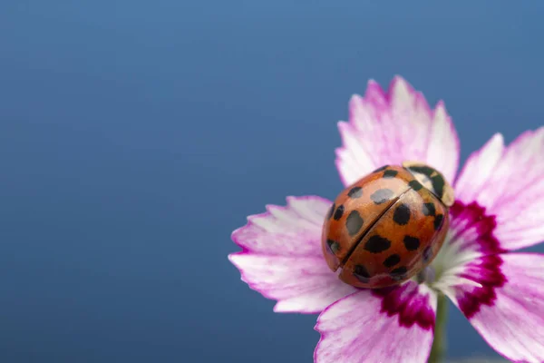 ピンクの花のてんとう虫 Cocinella Septemunctata — ストック写真