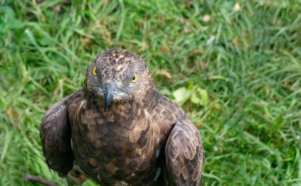 European Honey Buzzard Pernis Apivorus — Stock Photo, Image