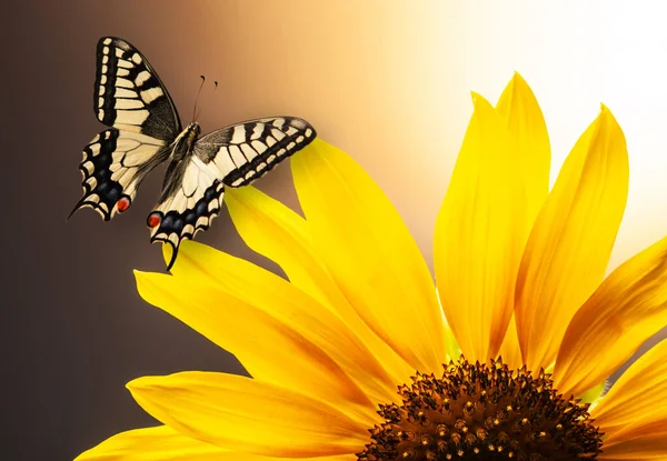 Mariposa Monarca Sobre Girasol Contra Sol — Foto de Stock