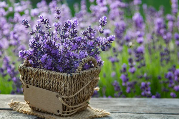 Lavanda Fresca Sobre Madera Fondo Verano — Foto de Stock