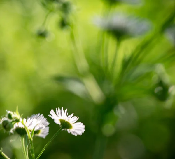 Weicher Fokus Bokeh Hintergrund Der Blumen — Stockfoto