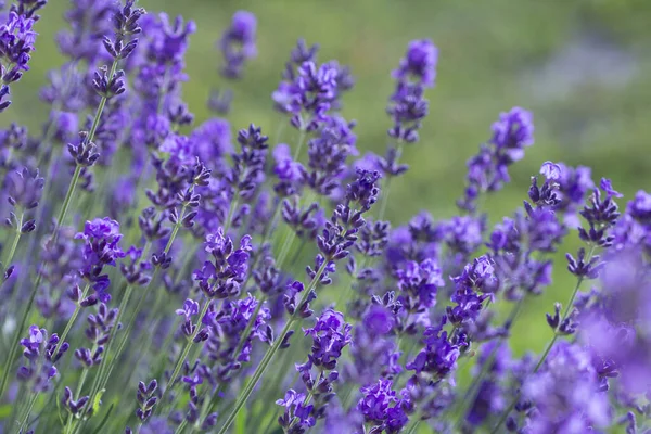 Sommer Lavendel Auf Grünem Gartenhintergrund Vorderseite — Stockfoto