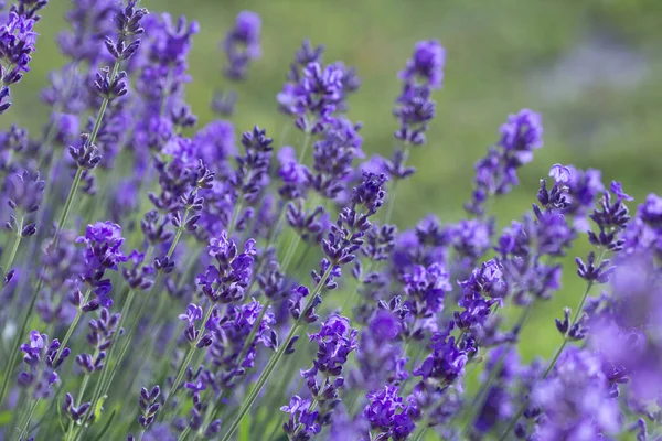 Lavanda Verano Sobre Fondo Jardín Verde Vista Frontal — Foto de Stock