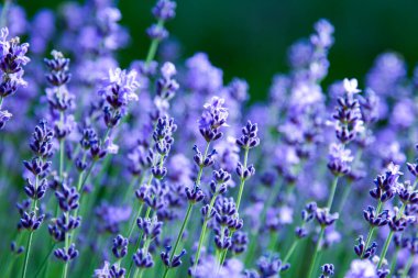 Lavanta Çiçekleri Alanının yumuşak odak arkaplanı.