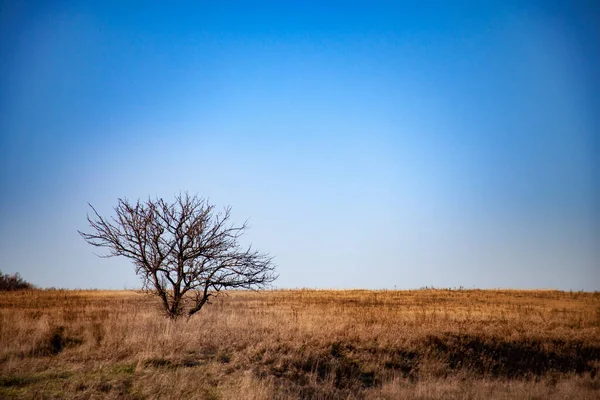 Одинокое Дерево Против Неба Осенний Пейзаж Одиноким Деревом Закате Ячменное — стоковое фото