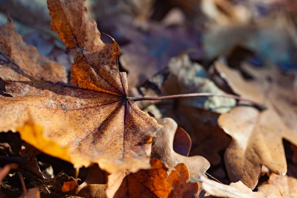 Осенний Оранжевый Лист Фоне Леса Вид Сверху — стоковое фото