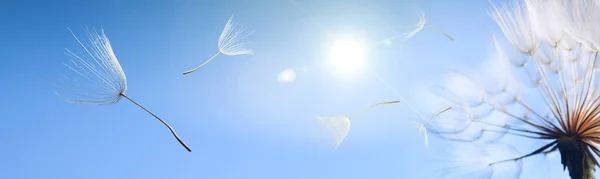 Létající Pampeliška Semínka Modrém Pozadí — Stock fotografie