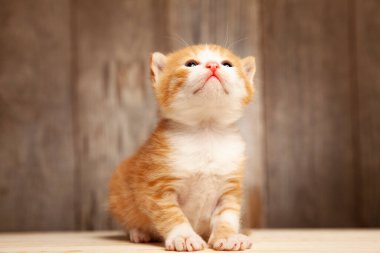 Eski ahşap tahtaların arkasında küçük kızıl kedi yavrusu.