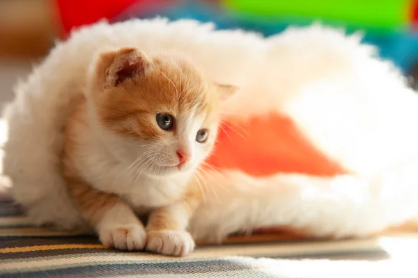 Ginger Cute Kitten Santa Hat Christmas Background Fur Tree — Stock Photo, Image