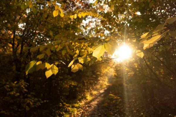 Ήλιος Όμορφα Illuminatin Από Φθινόπωρο Φύλλα Θολή Φόντο Φυσικά Φύλλα — Φωτογραφία Αρχείου