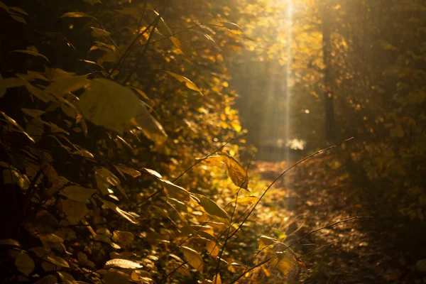 Güneş Sonbahar Yaprağından Bulanık Arka Planda Güzel Bir Aydınlanma Doğal — Stok fotoğraf