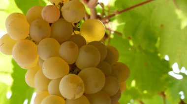 Bir demet taze tecavüz üzümü.