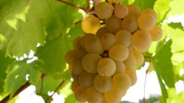 Bir demet taze tecavüz üzümü.