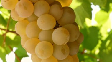 Bir demet taze tecavüz üzümü.