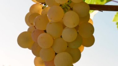 Bir demet taze tecavüz üzümü.