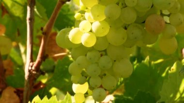 Bir demet taze tecavüz üzümü.