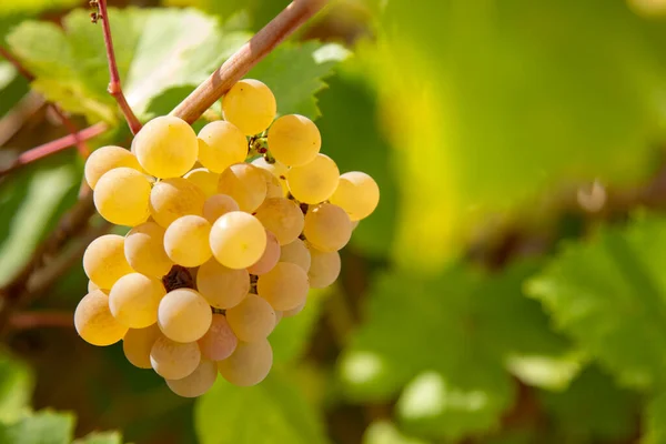 Bando Uvas Frescas Para Colza — Fotografia de Stock