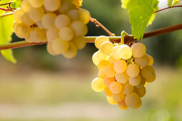 Bando Uvas Frescas Para Colza — Fotografia de Stock