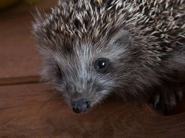 Junger Igel Auf Dem Holz Hintergrund — Stockfoto