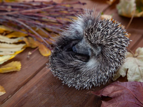 Junger Igel Herbstlaub Auf Dem Holzboden — Stockfoto