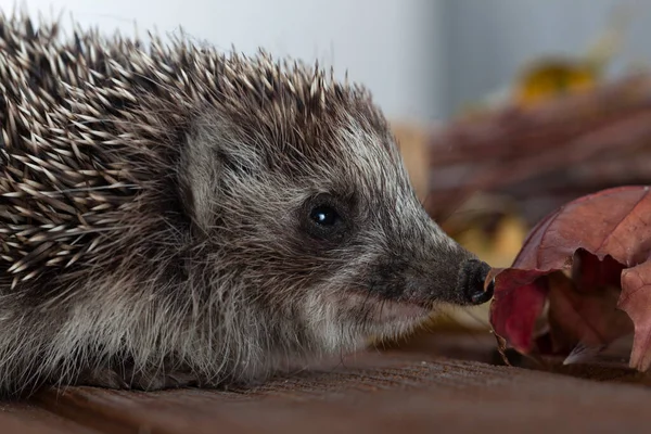 Junger Igel Herbstlaub Auf Dem Holzboden — Stockfoto