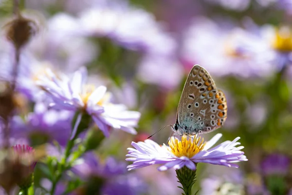 Aster Fiore Con Farfalla Bella Natura Sfondo Estivo Symphyotrichum Novi — Foto Stock