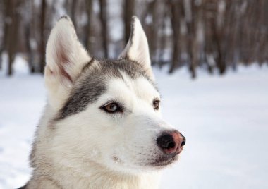 Kışın mavi gözlü, siyah beyaz Sibirya Husky köpeği.