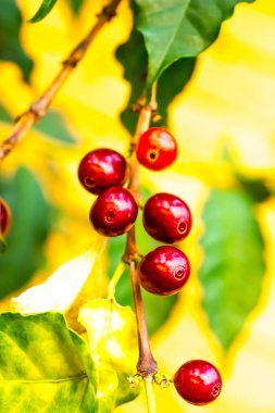 Kahve meyveleri bir çalı büyümek. Fotoğraf kahve meyve arka planda yeşil kahve-ağacı yaprakları