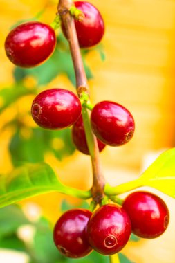 Kahve meyveleri bir çalı büyümek. Fotoğraf kahve meyve arka planda yeşil kahve-ağacı yaprakları