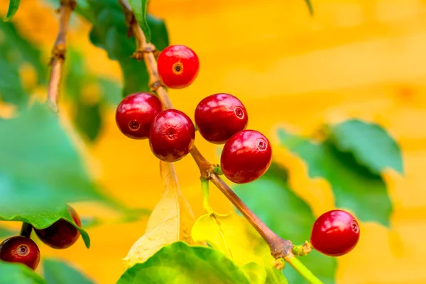 Coffee berries grow on a bush. Photo of coffee fruits on the background of green coffee-tree leaves