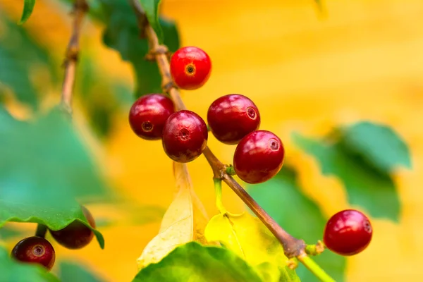 Coffee berries grow on a bush. Photo of coffee fruits on the background of green coffee-tree leaves
