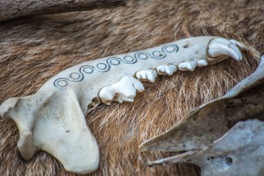 Sahne için Halloween - kafatasları ve kemikleri hayvanların. Tüm Azizler günü için korkunç ve ürkütücü süslemeleri