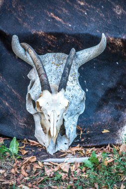 Sahne için Halloween - kafatasları ve kemikleri hayvanların. Tüm Azizler günü için korkunç ve ürkütücü süslemeleri