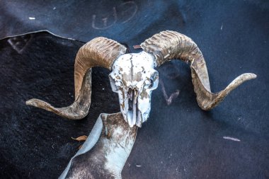 Sahne için Halloween - kafatasları ve kemikleri hayvanların. Tüm Azizler günü için korkunç ve ürkütücü süslemeleri