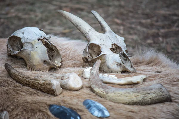 Sahne için Halloween - kafatasları ve kemikleri hayvanların. Tüm Azizler günü için korkunç ve ürkütücü süslemeleri