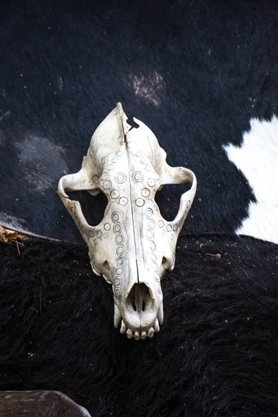 万圣节的风景 动物的头骨和骨骼 所有圣徒日的可怕和恐怖的装饰品 — 图库照片