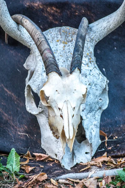 Scenery for Halloween - skulls and bones of animals. Scary and creepy decorations for All Saints Day