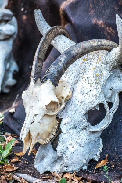 Cenário Véspera Todos Santos Crânios Ossos Animais Decorações Assustadoras Assustadoras — Fotografia de Stock