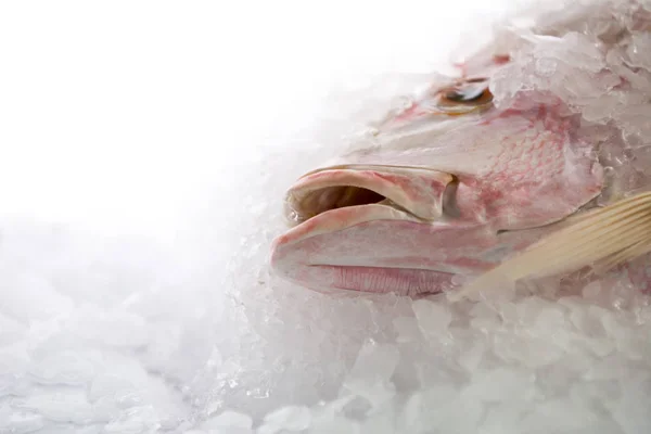 Peixe Fresco Apetitoso Refrigerado Gelo — Fotografia de Stock