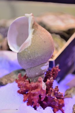 Buzda balık Market taze lezzetli deniz ürünleri servis. Önden görünüm. Yakın çekim.