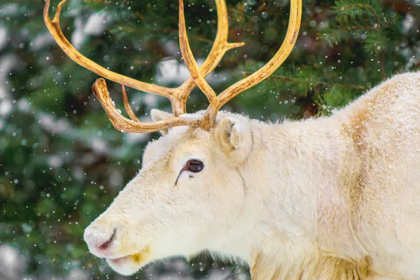 若い白鹿松の背景に美しい角と冷ややかな冬の晴れた日の雪で — ストック写真