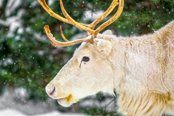 Young white deer with beautiful horns on a background of pines and snow on a sunny frosty winter day.