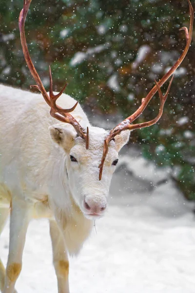 Young White Deer Beautiful Horns Background Pines Snow Sunny Frosty — Stock Photo, Image