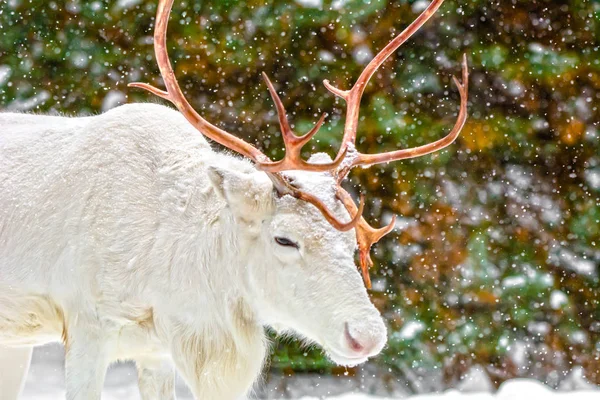 Young white deer with beautiful horns on a background of pines and snow on a sunny frosty winter day.