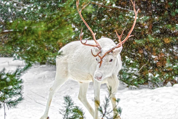 Young white deer with beautiful horns on a background of pines and snow on a sunny frosty winter day.