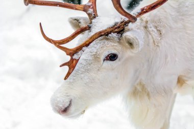 Yaprak dökmeyen ağaçlar ve kar arka plan üzerine bir çam ormanı içinde sevimli beyaz geyik. Kış aylarında Rusya.